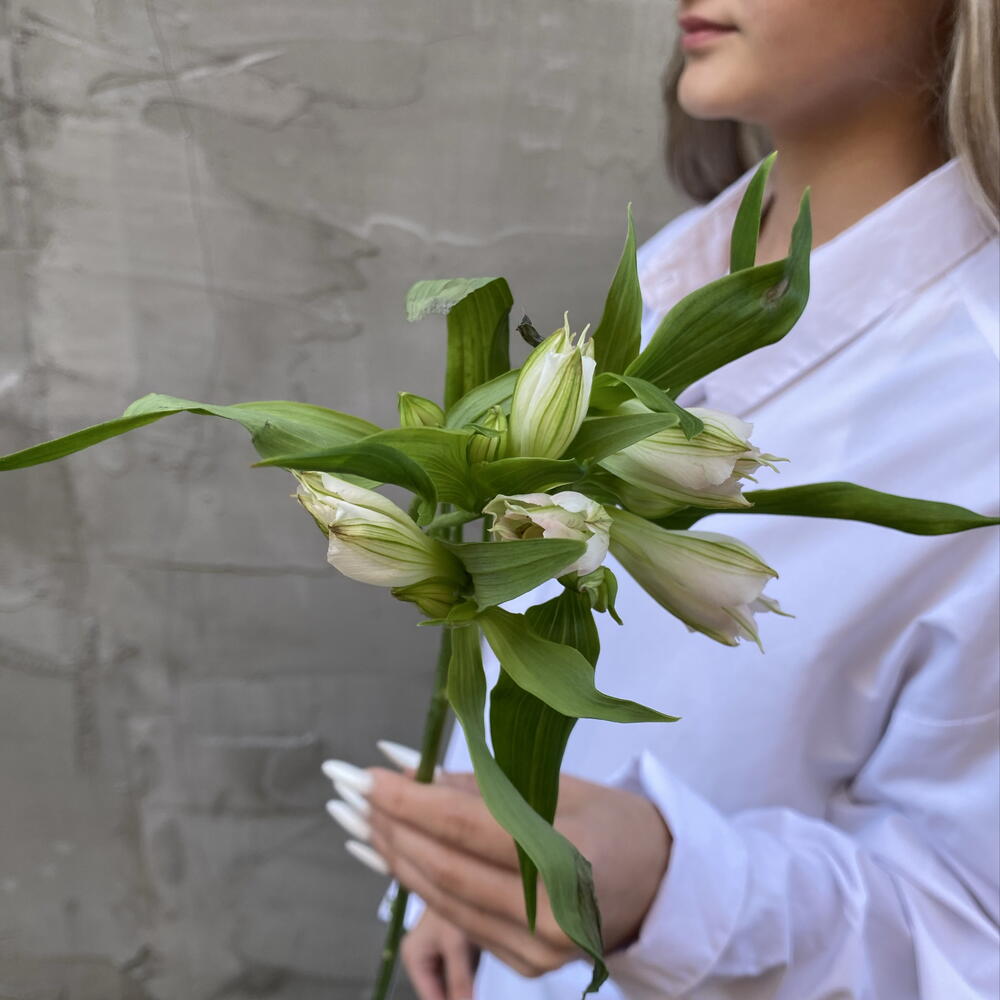 Альстромерия