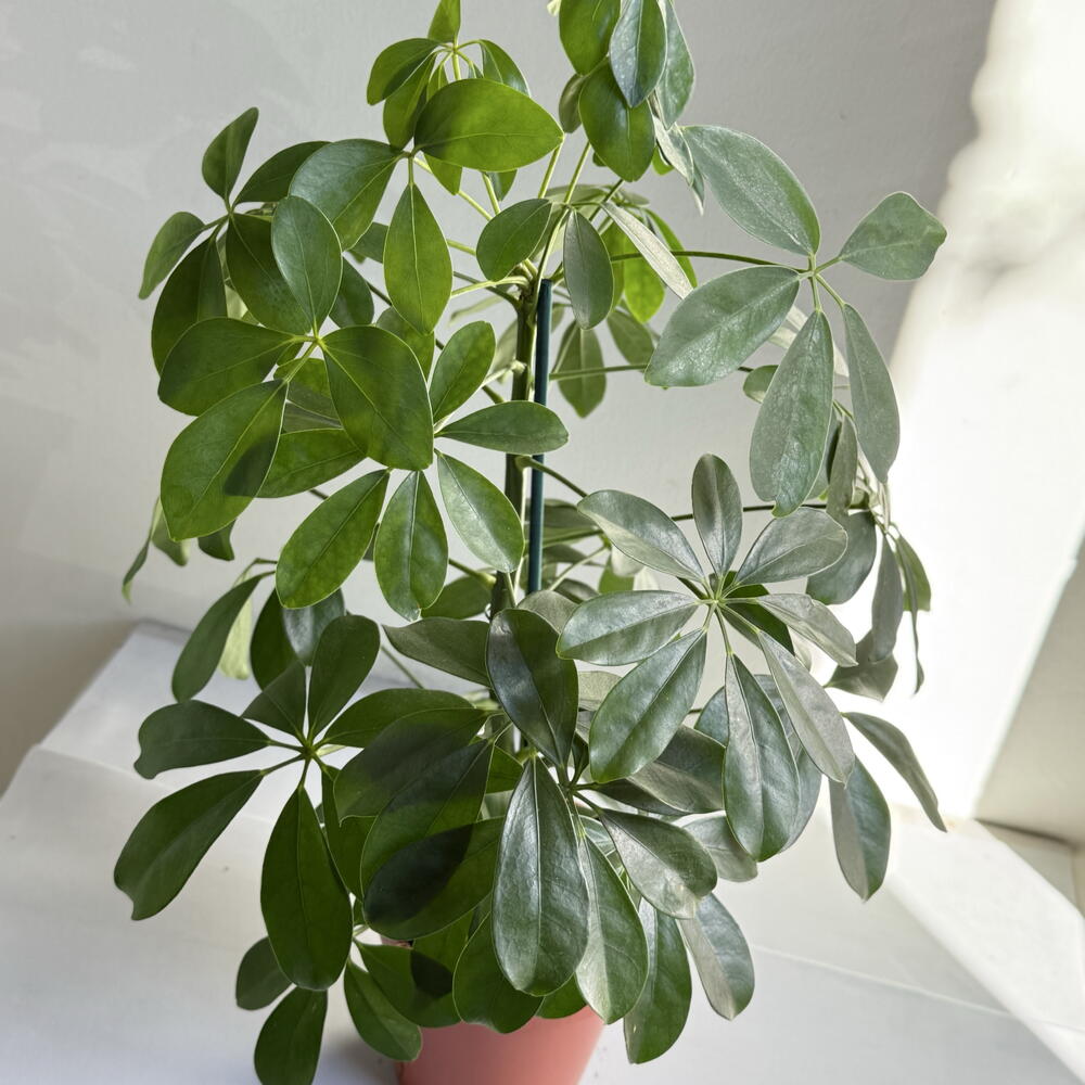 Шеффлера🌿