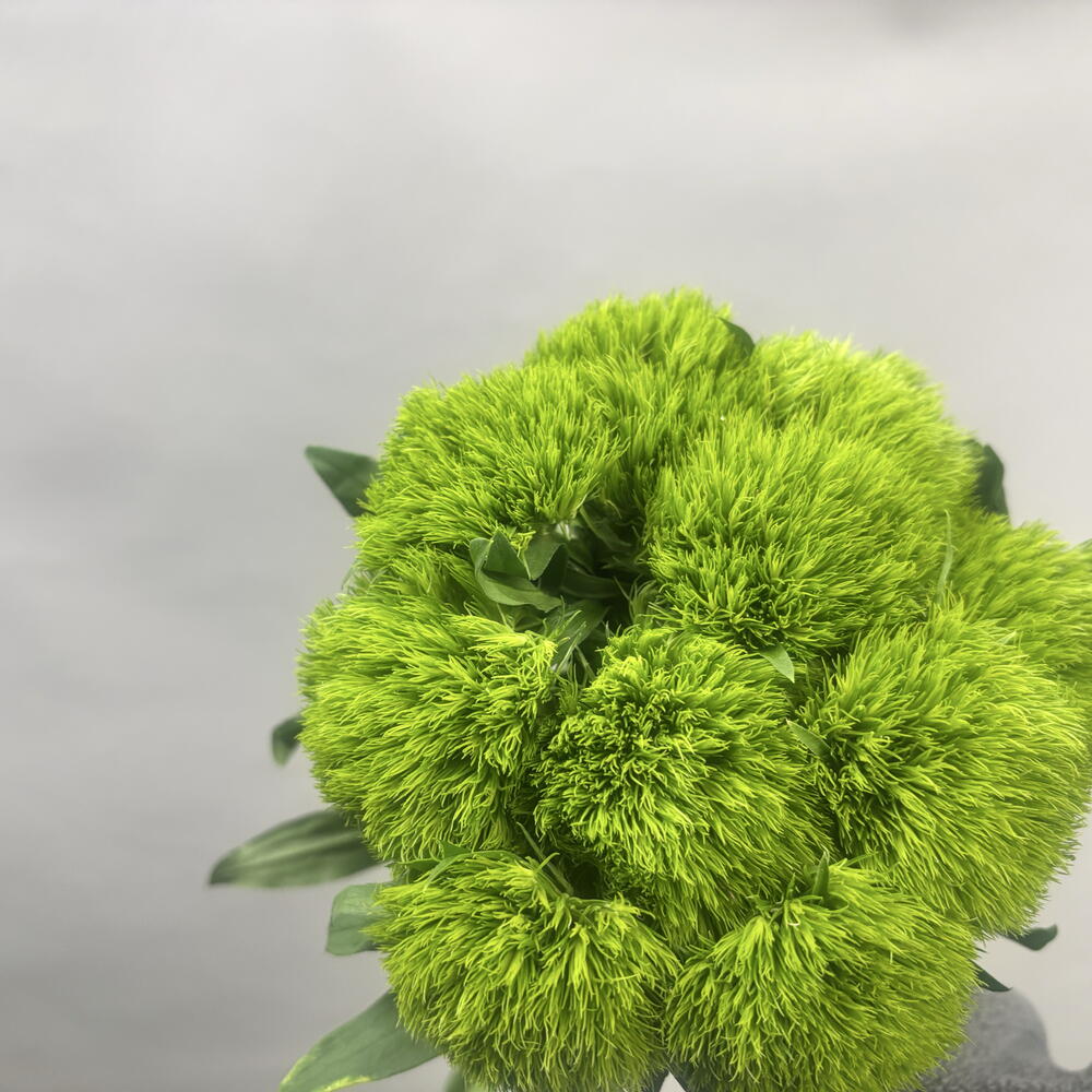 Диантус Kiwi