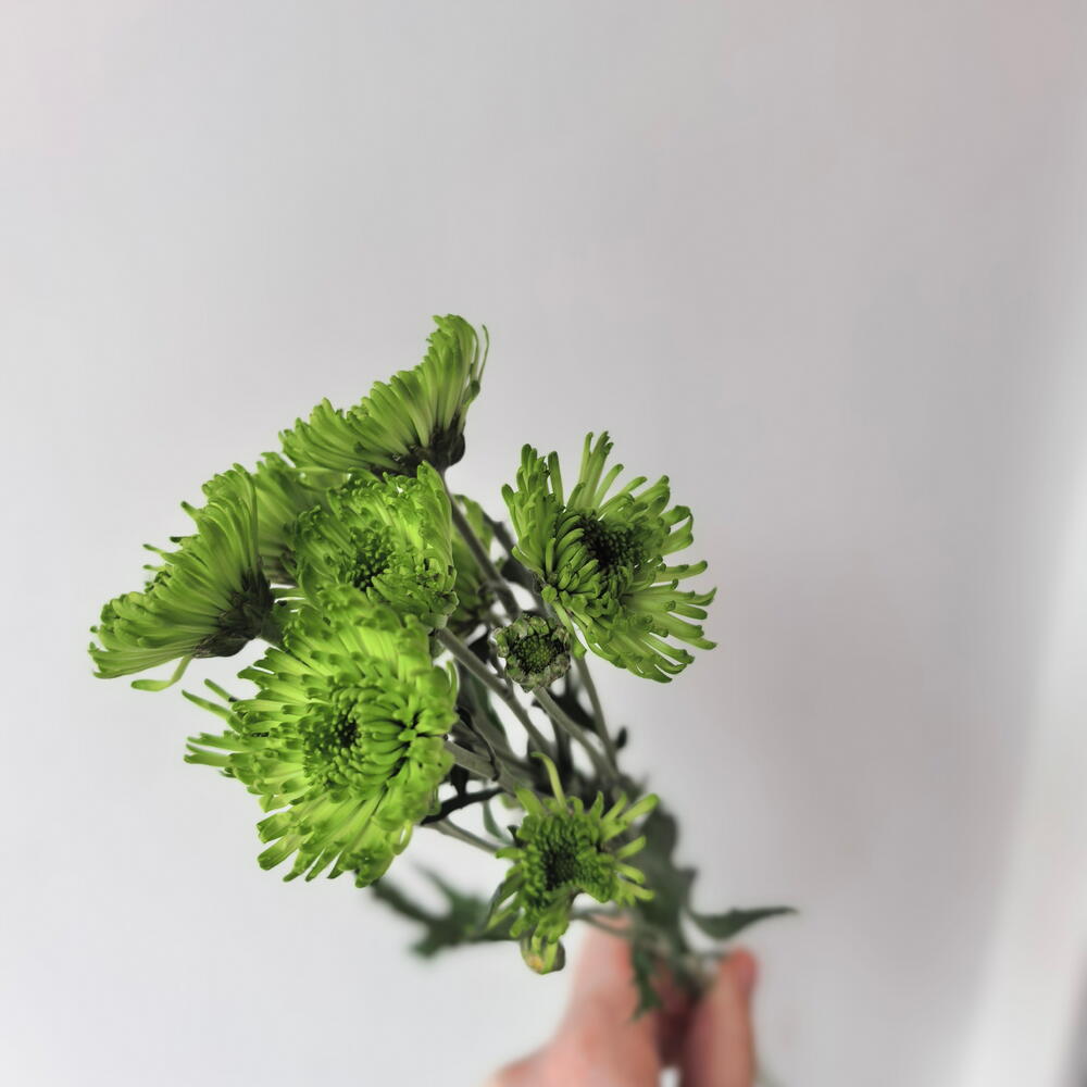 Хоизартема зелёная кустовая