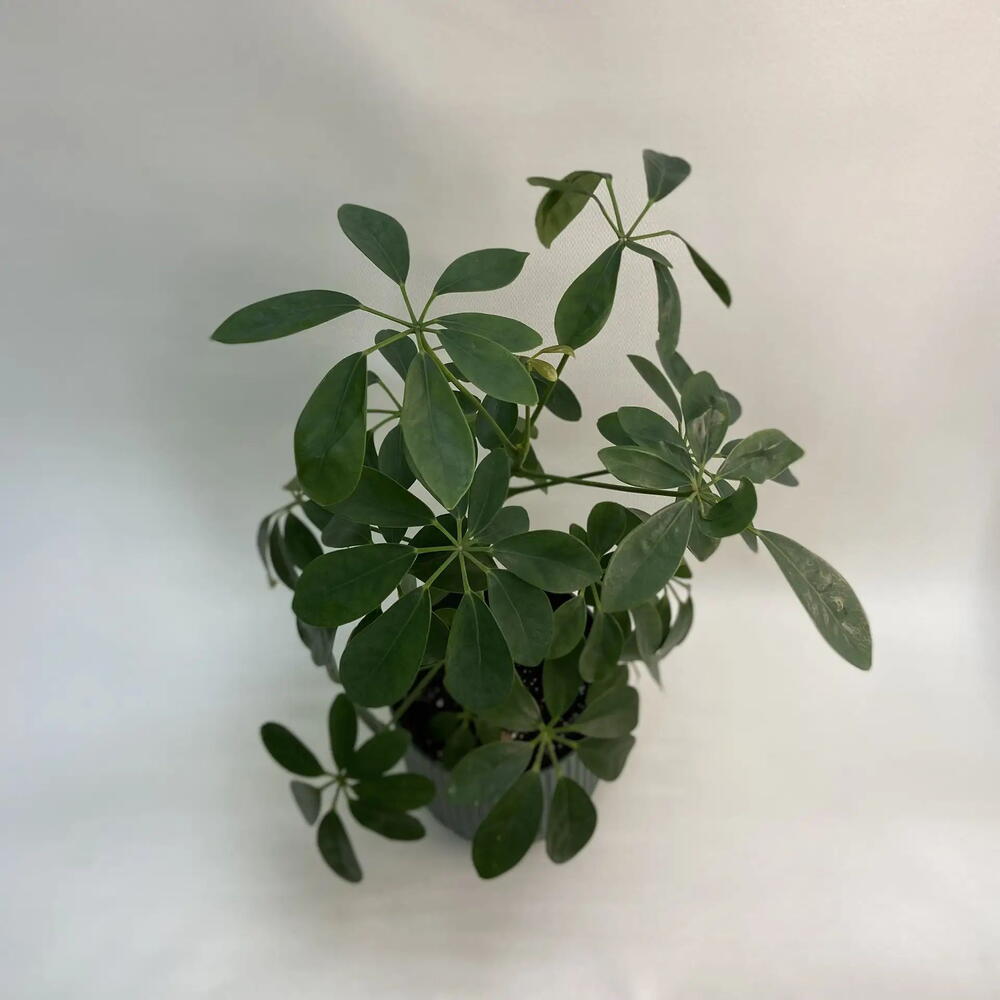 Шефлера древовидная Люсиан / Schefflera arboricola Luseane