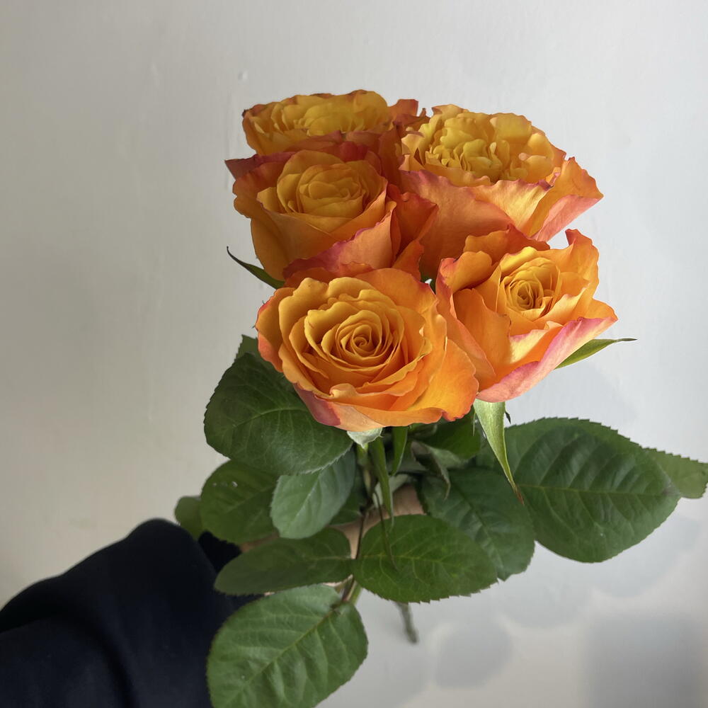 Розы рыжие 🧡5