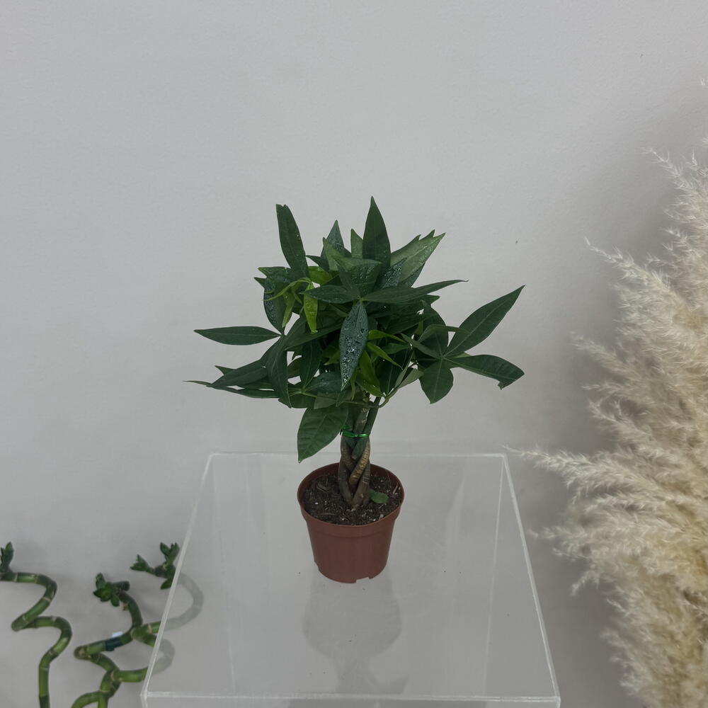 Pachira aquatica spiral 25 cm