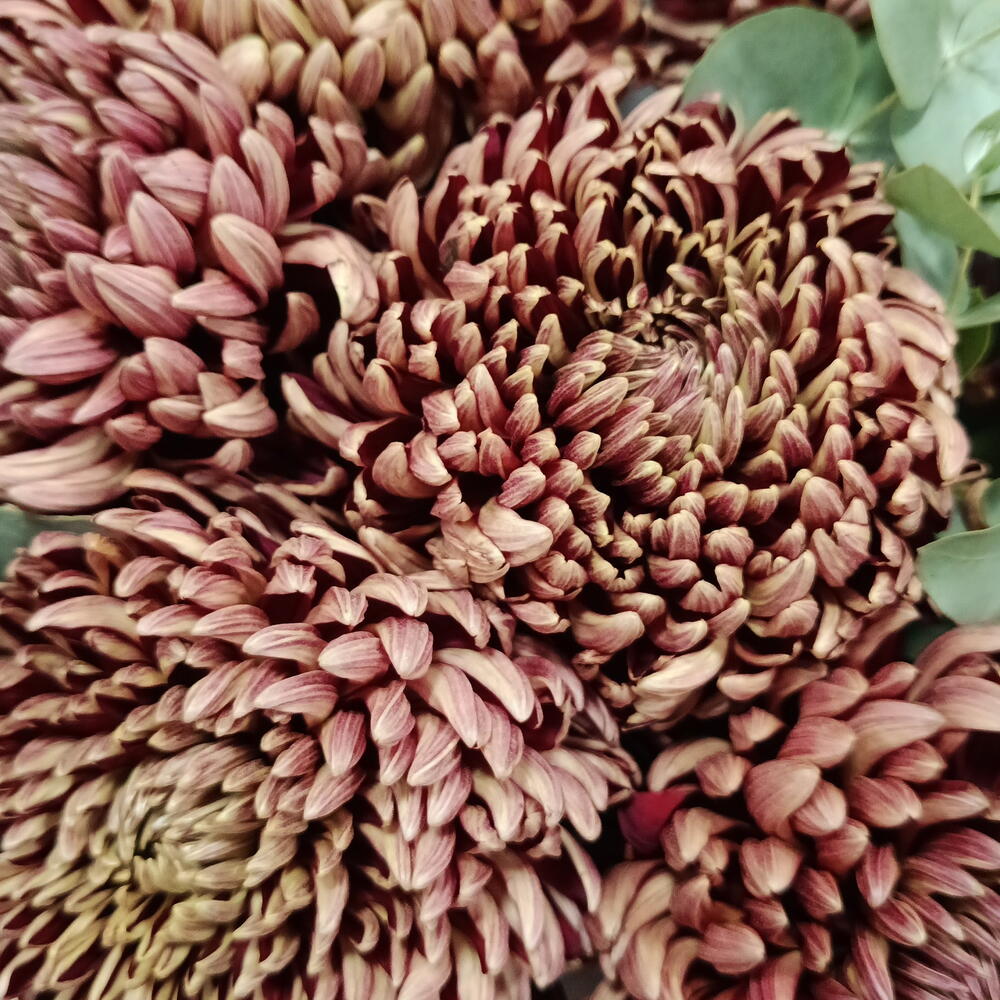 Букет "Wine shade"