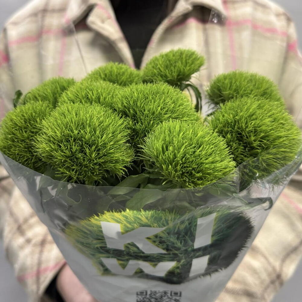 Диантус Kiwi