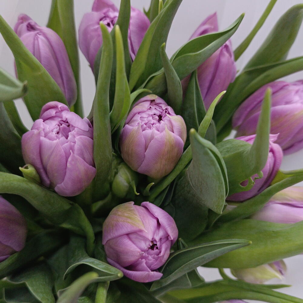 🌷Тюльпаны