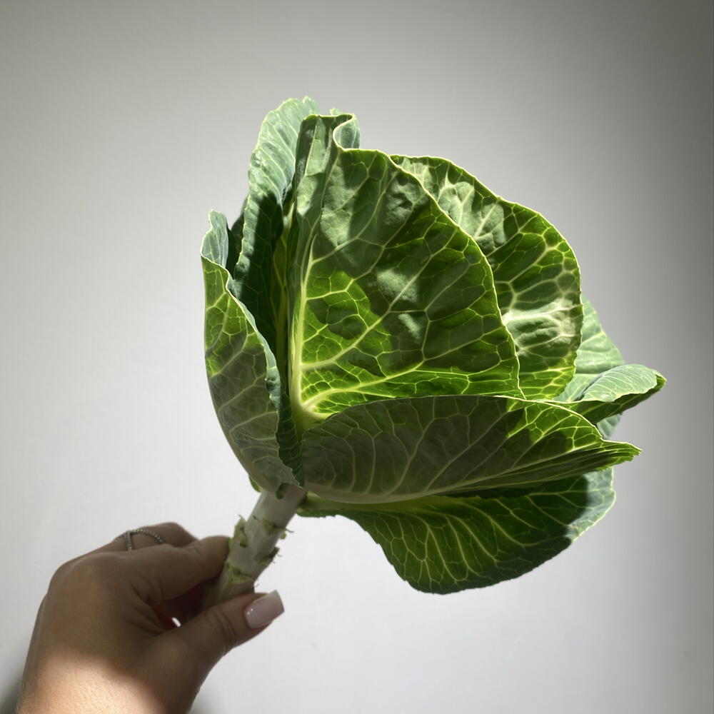 Брассика 🥬