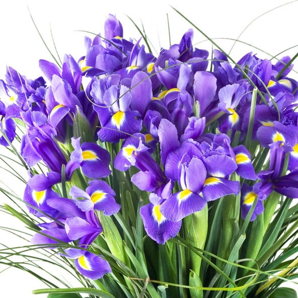 Букет с ирисами блю мейджик Zaraflower35
