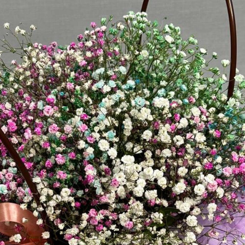 Gypsophila "Rainbow" en el bolso