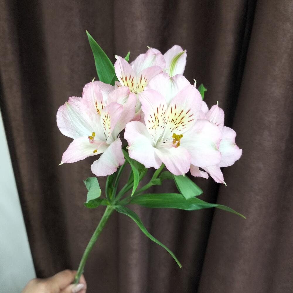 Mezcla de alstroemeria