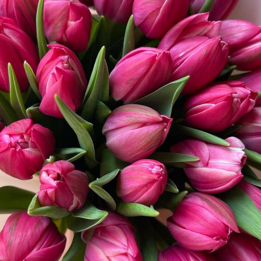 The tulip