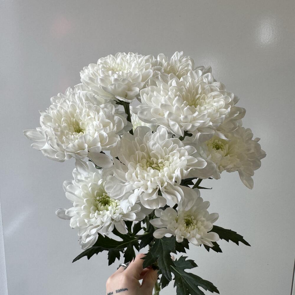Хризантема Алтай белая