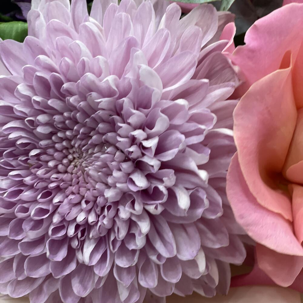Цвета любви🌸