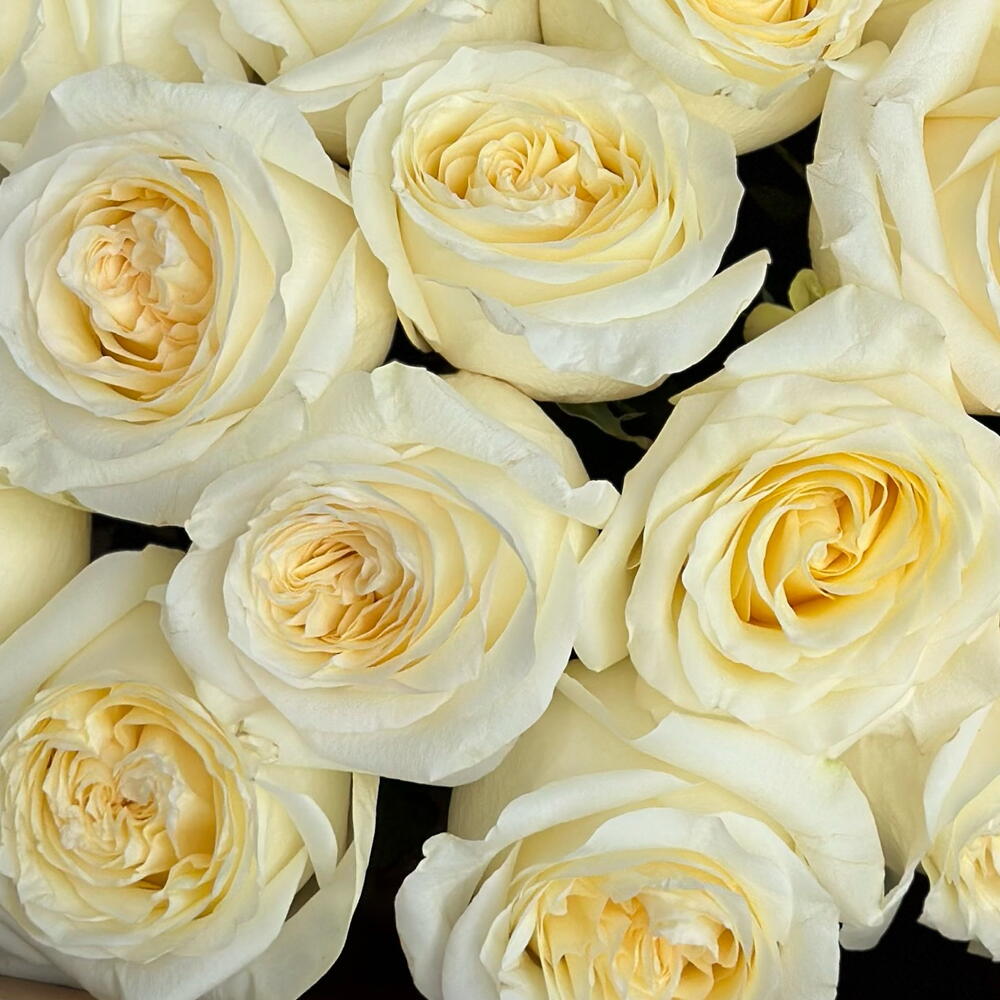 Премиум розы 💌