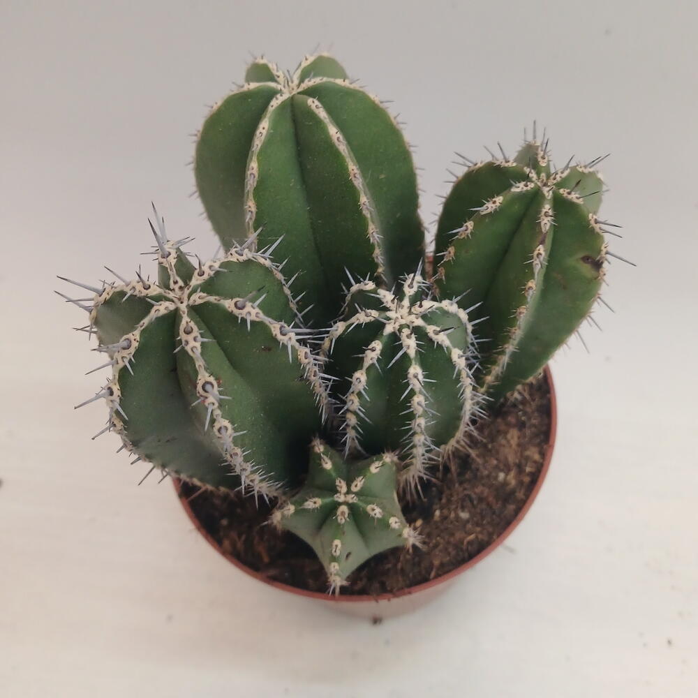Кактус 🌵 🏜