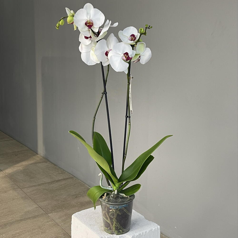 MARSALA WHITE ORCHID эффектная высокая 2-ствольная орхидея