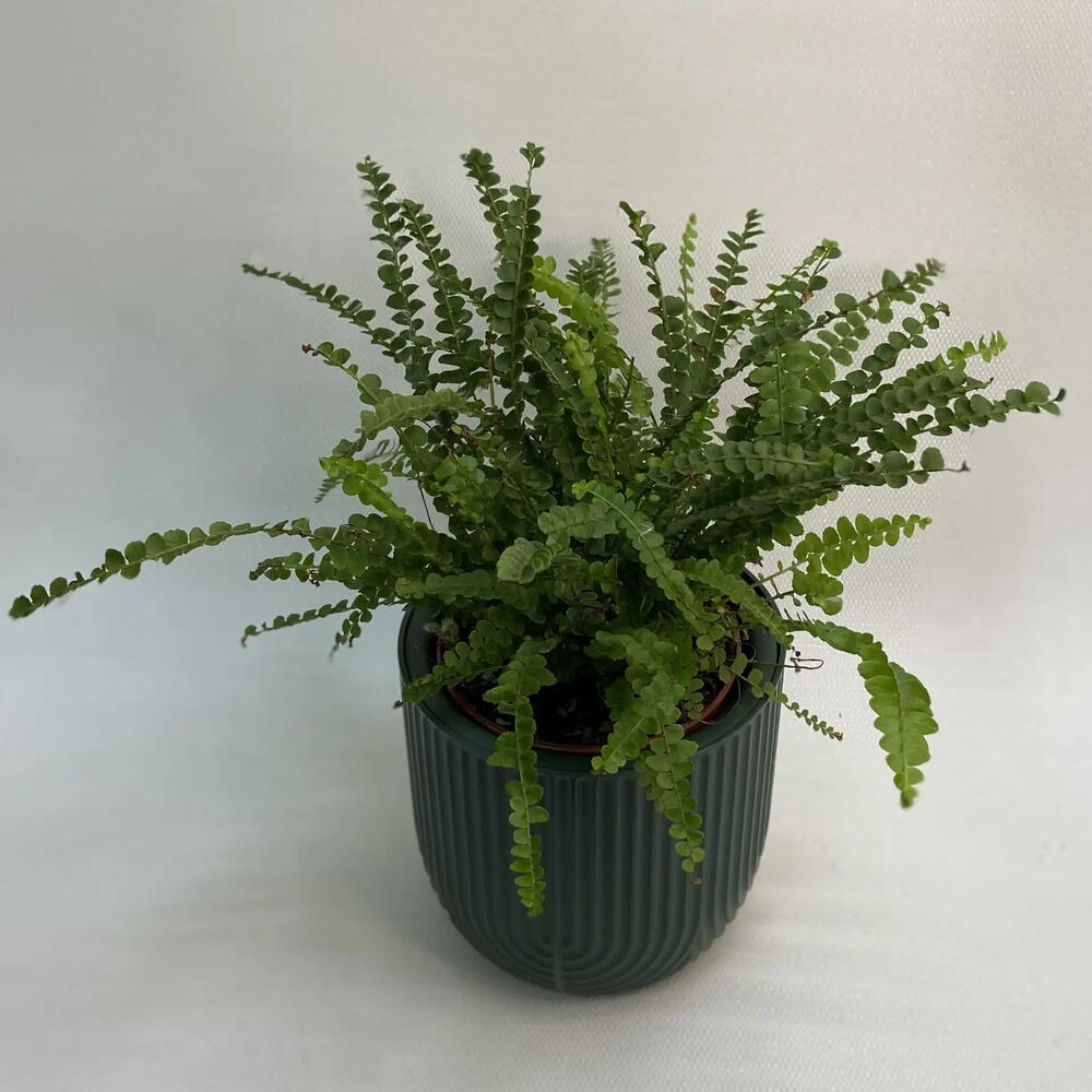 Нефролепис /Nephrolepis
