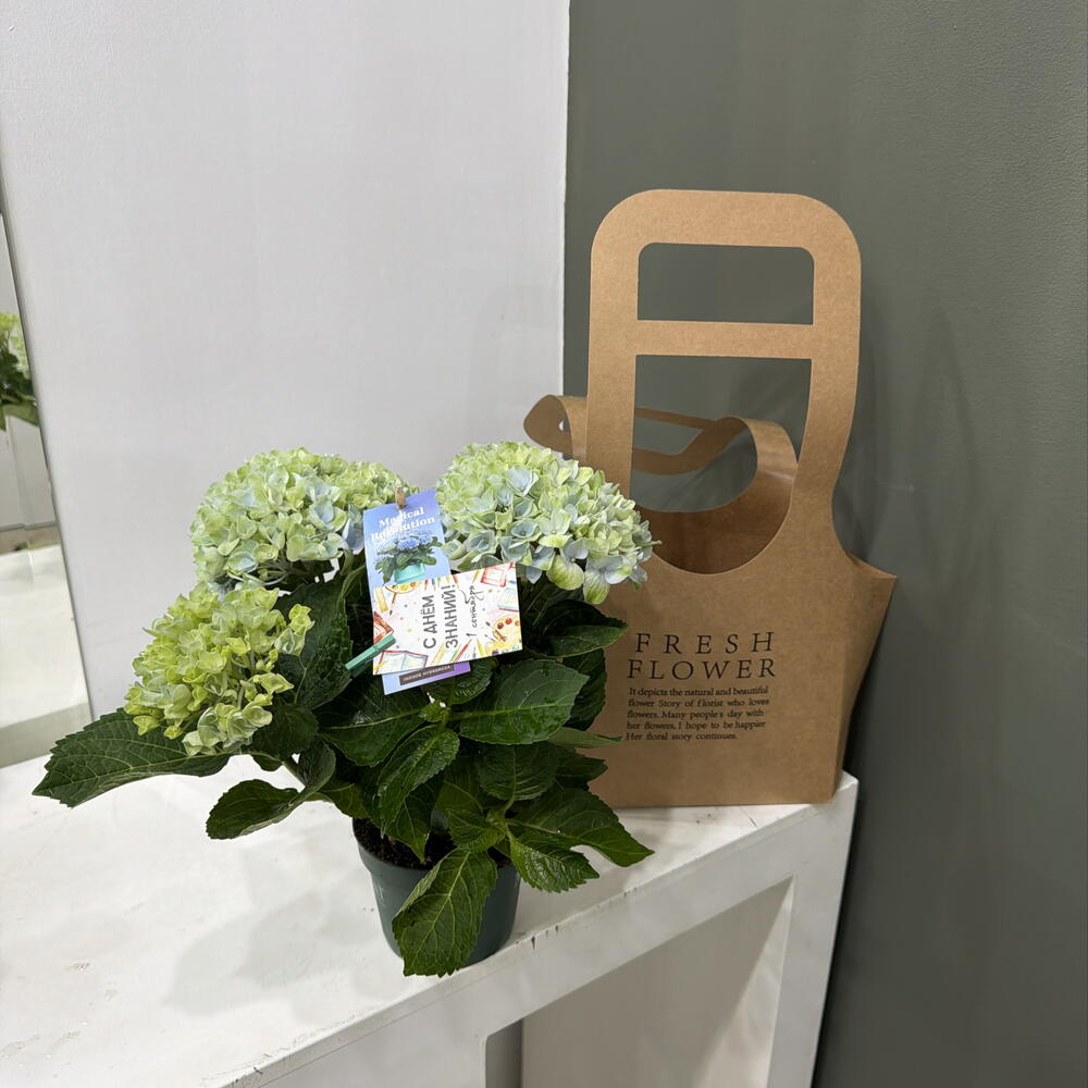 Hydrangea Гортензия крупнолистная с Днём знаний первокласснику