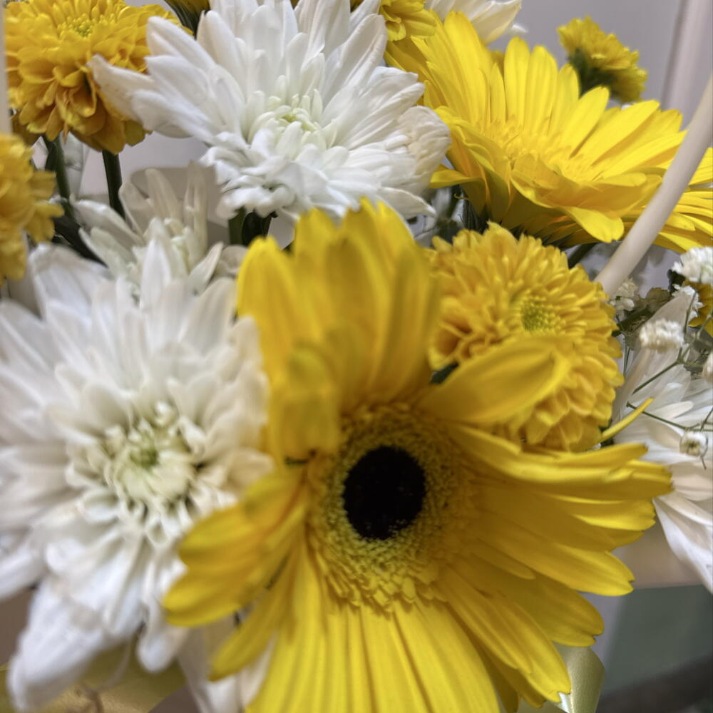 Хризантема 3💛