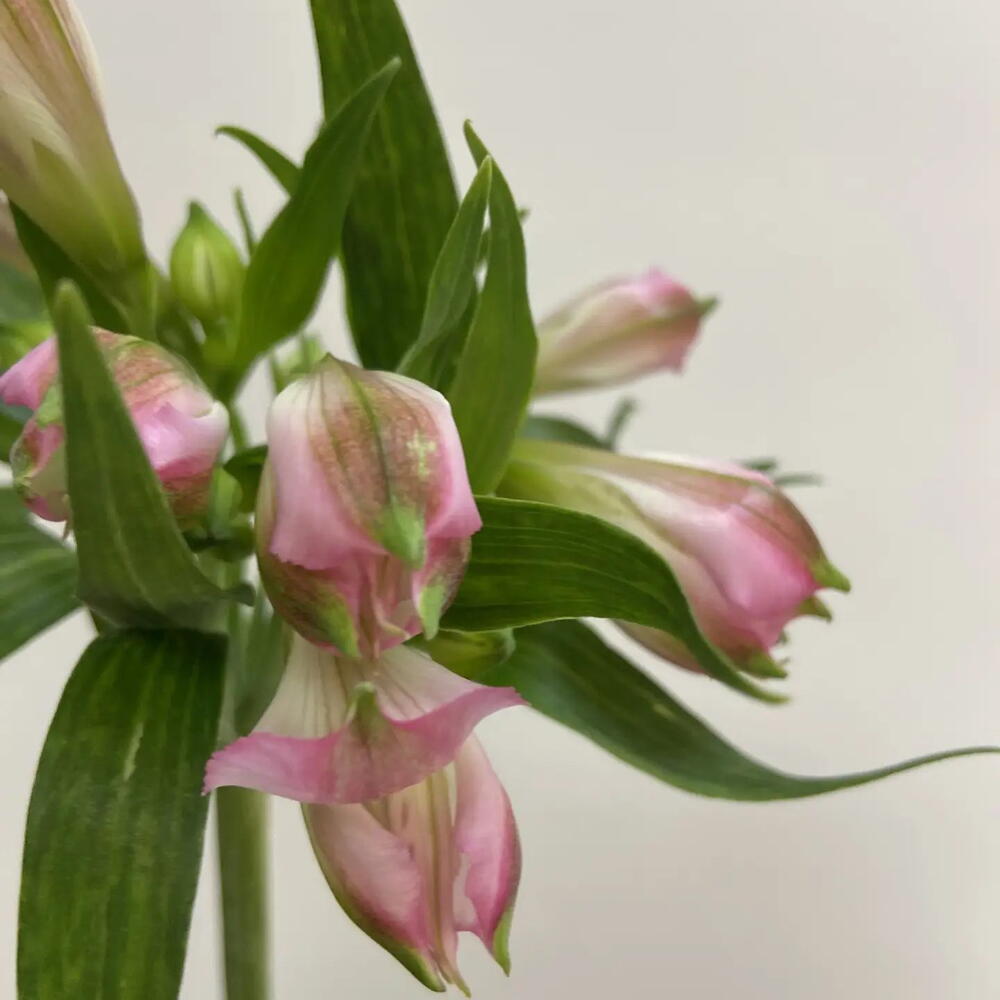 Альстромерия Pink Floyd / Alstroemeria Pink Floyd