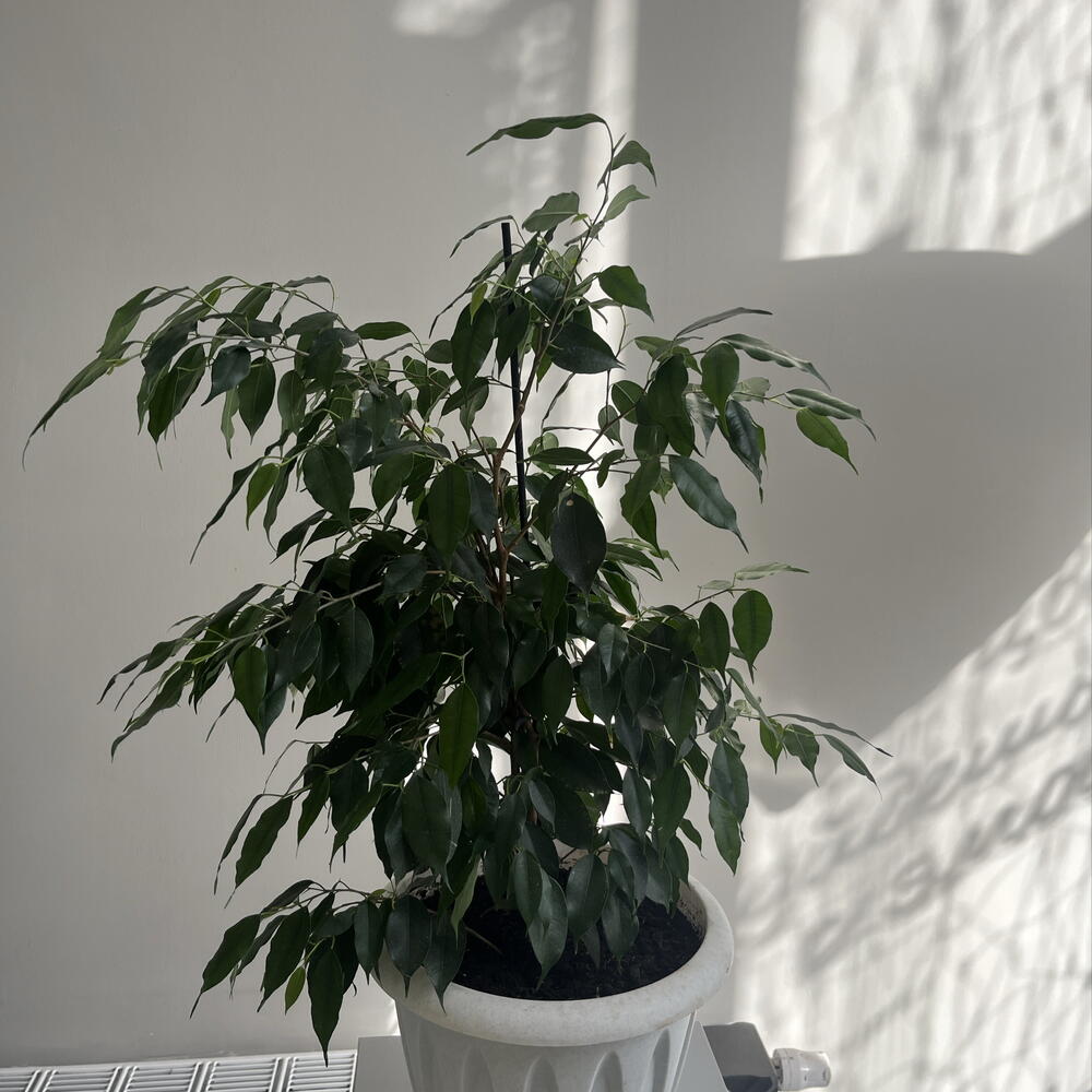Фикус