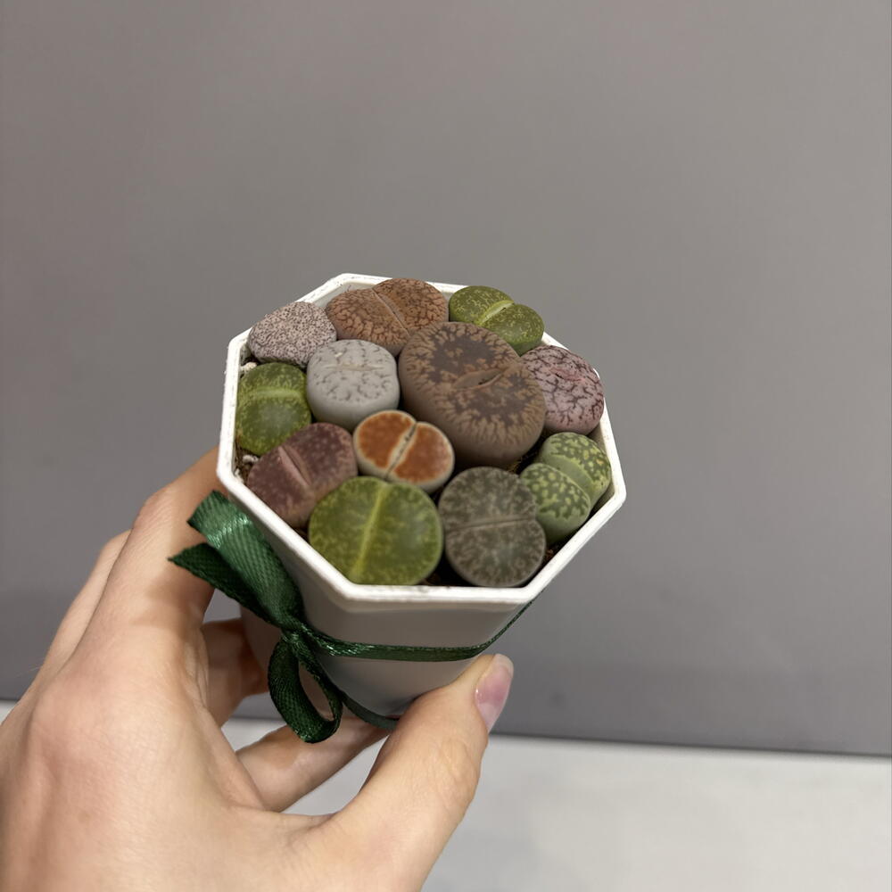 Литопсы