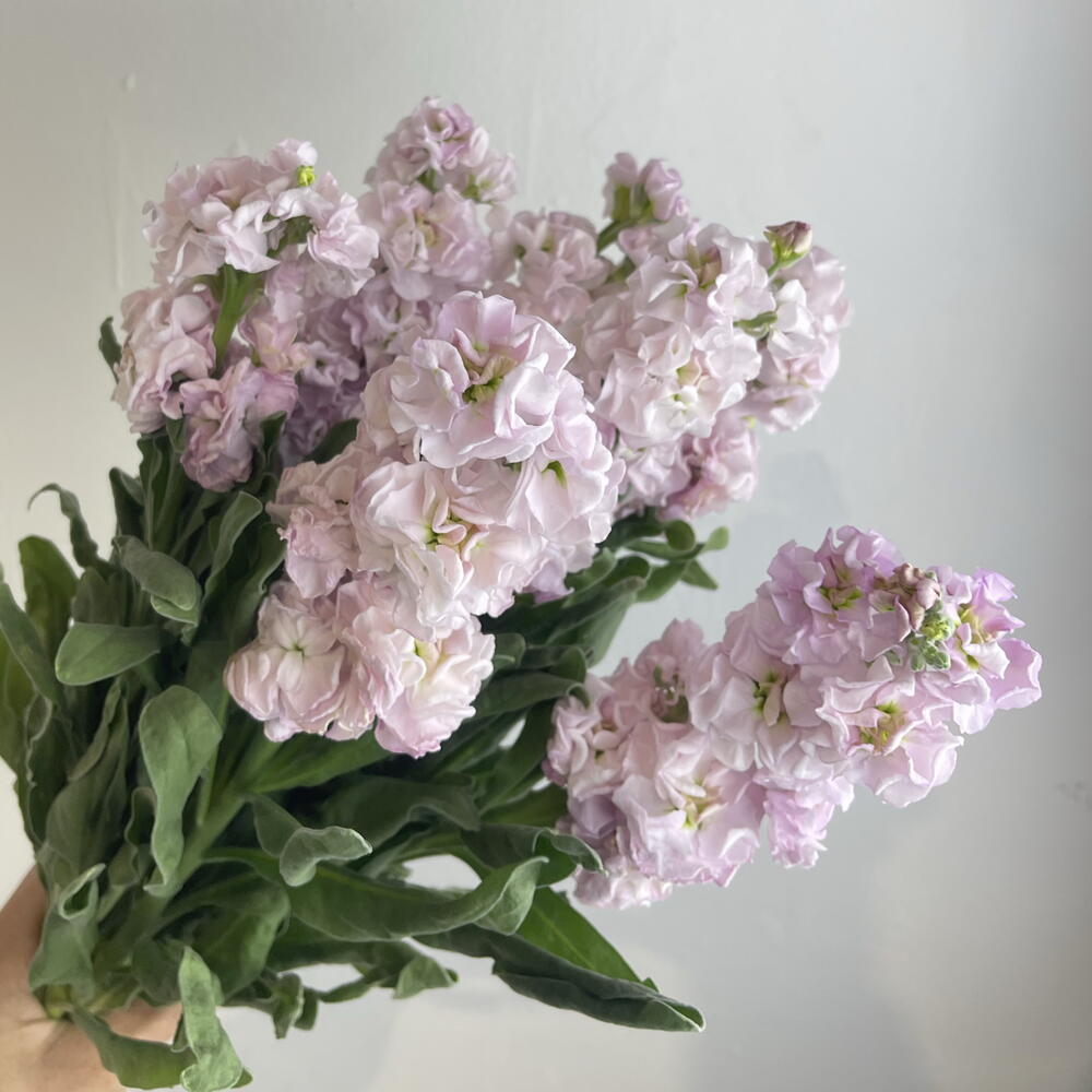 Метиолла 7