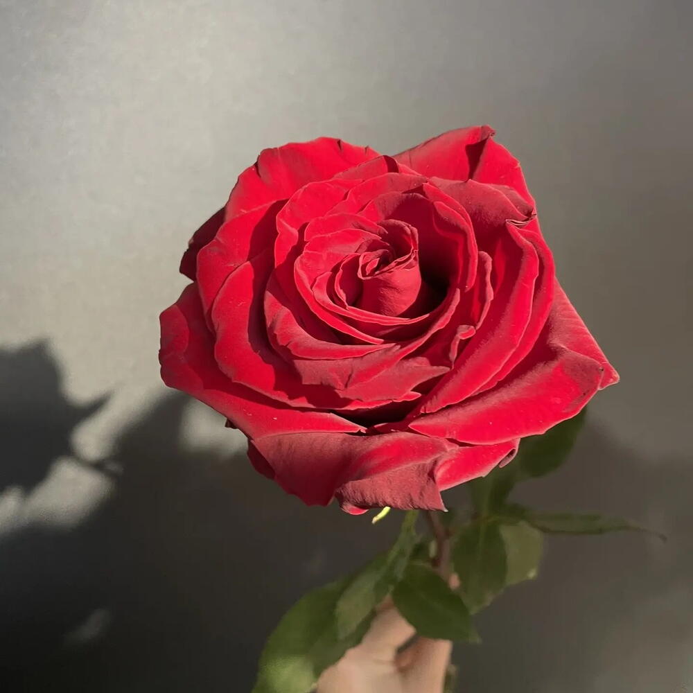 🎀Одноголовая роза сорта " Эксплорер"🎀