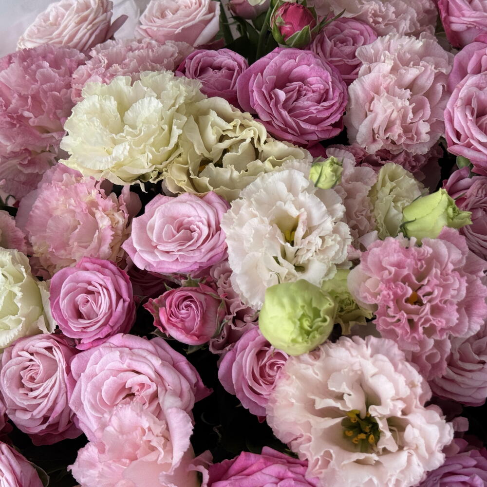 Pink reverie
