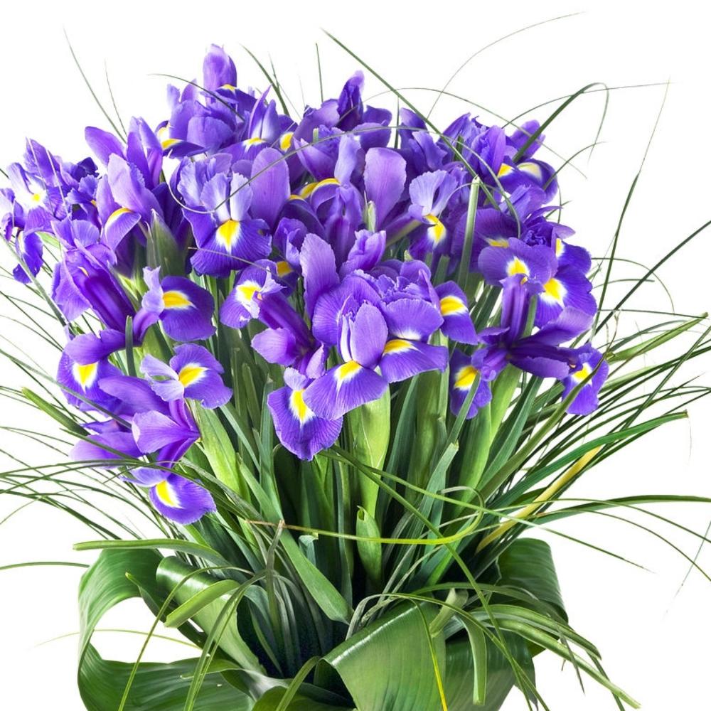 Букет с ирисами блю мейджик Zaraflower35