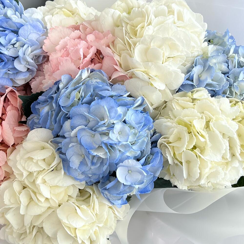 Гортензия  🌸😍