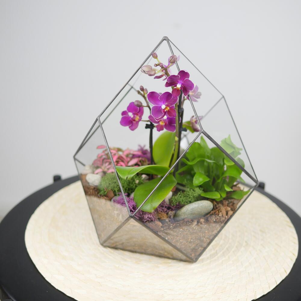 Готовый флорариум с орхидеей Грация М Вайолет, Live Plants Moscow, buy ...