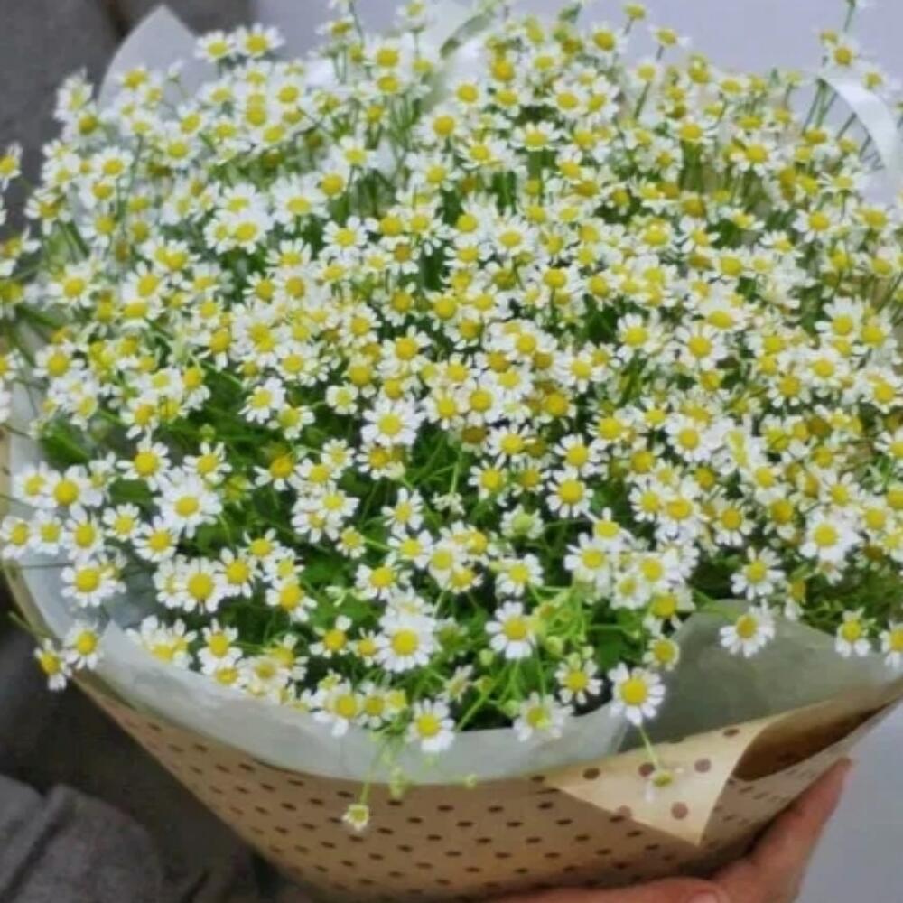 Ромашки