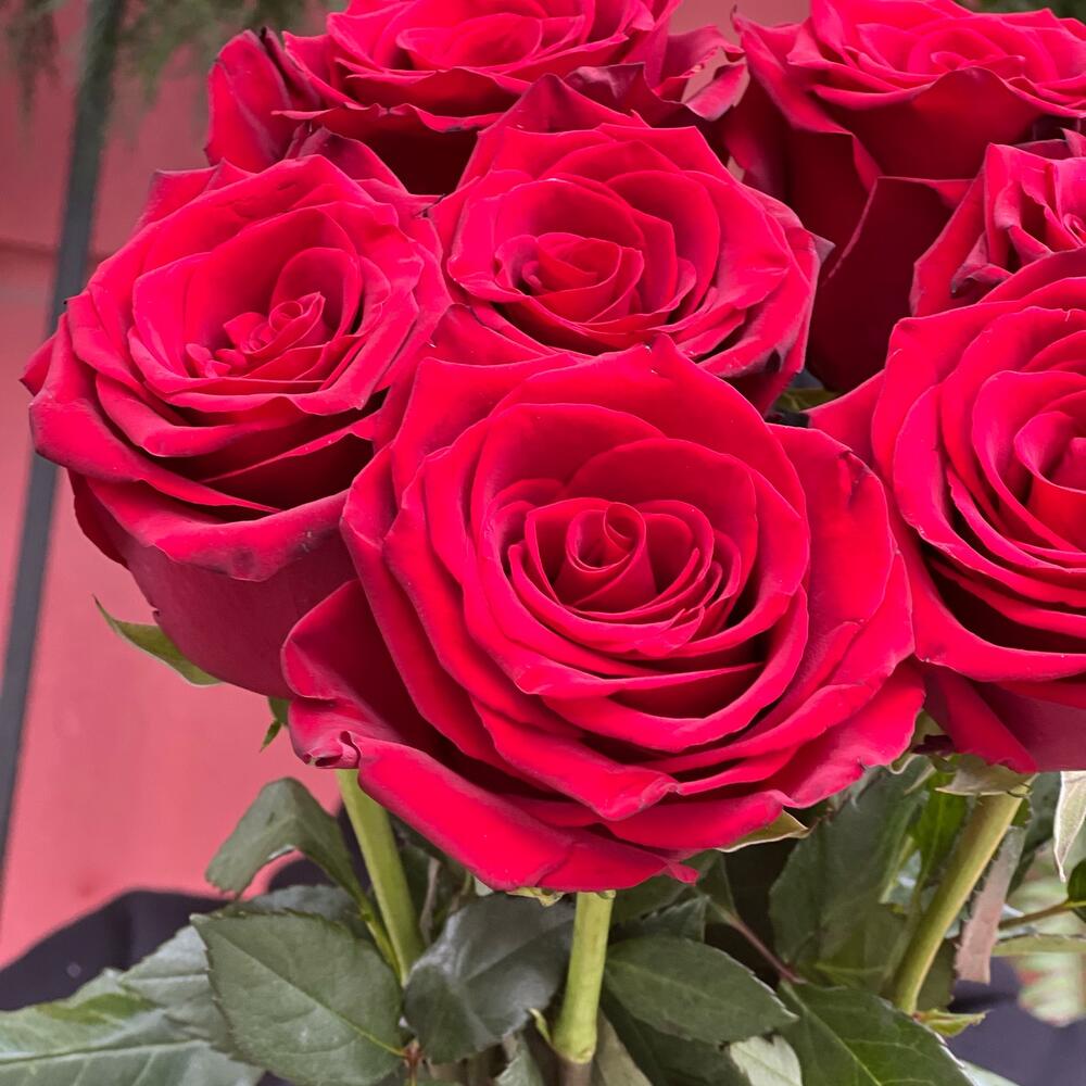 Bouquet of 7 burgundy Ecuadorian roses