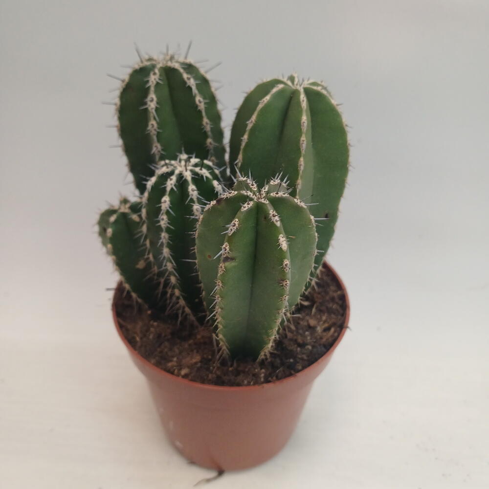 Кактус 🌵 🏜