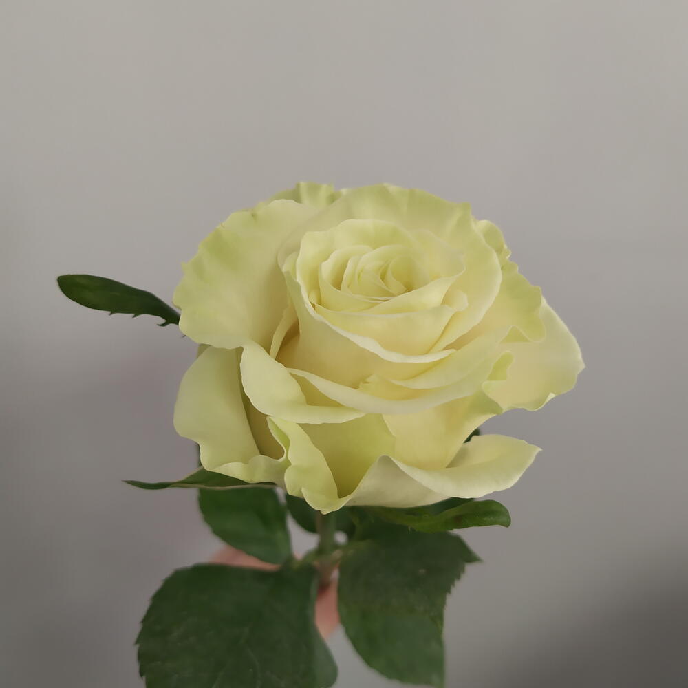 Роза белая