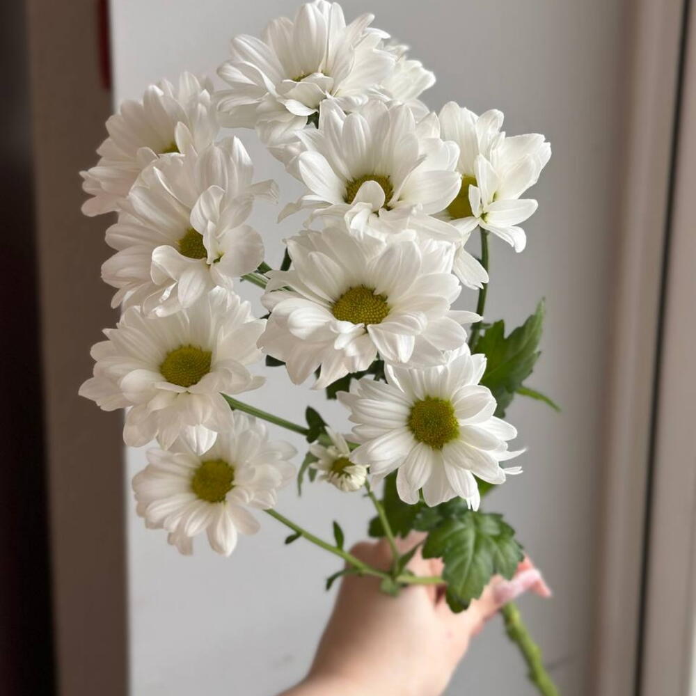 Chrysanthemum chamomile