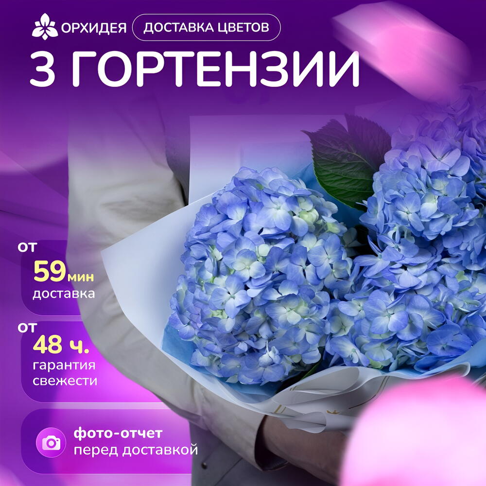 3 голубые Гортензии