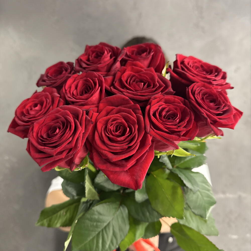 Розы РФ под ленту 🌸