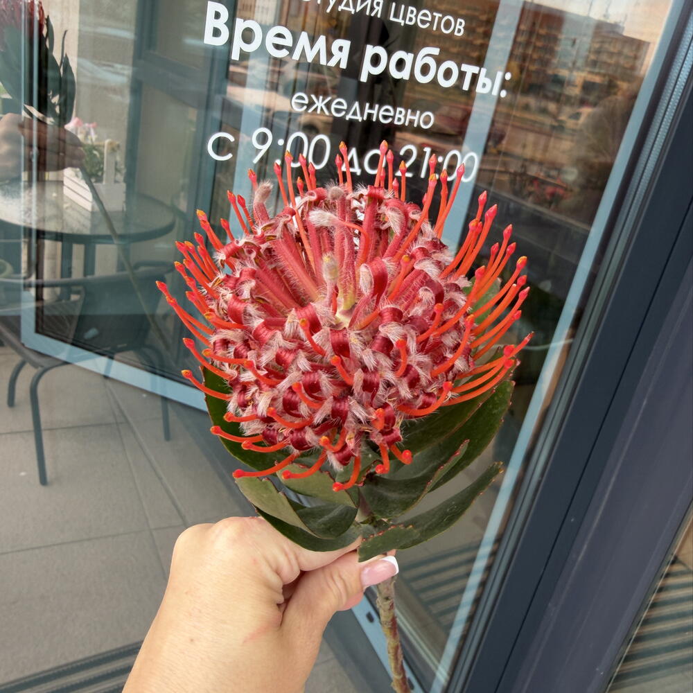 Нутан
