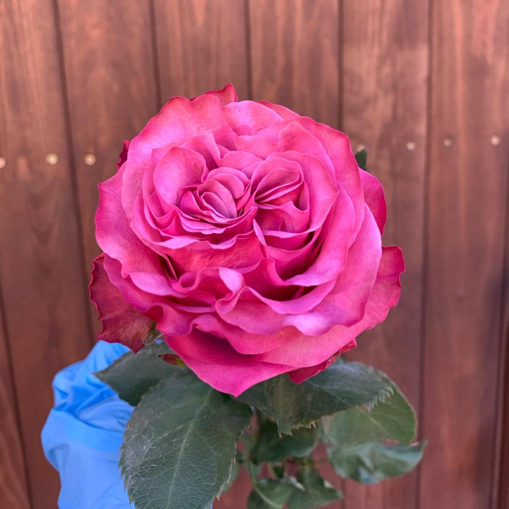 review-photo