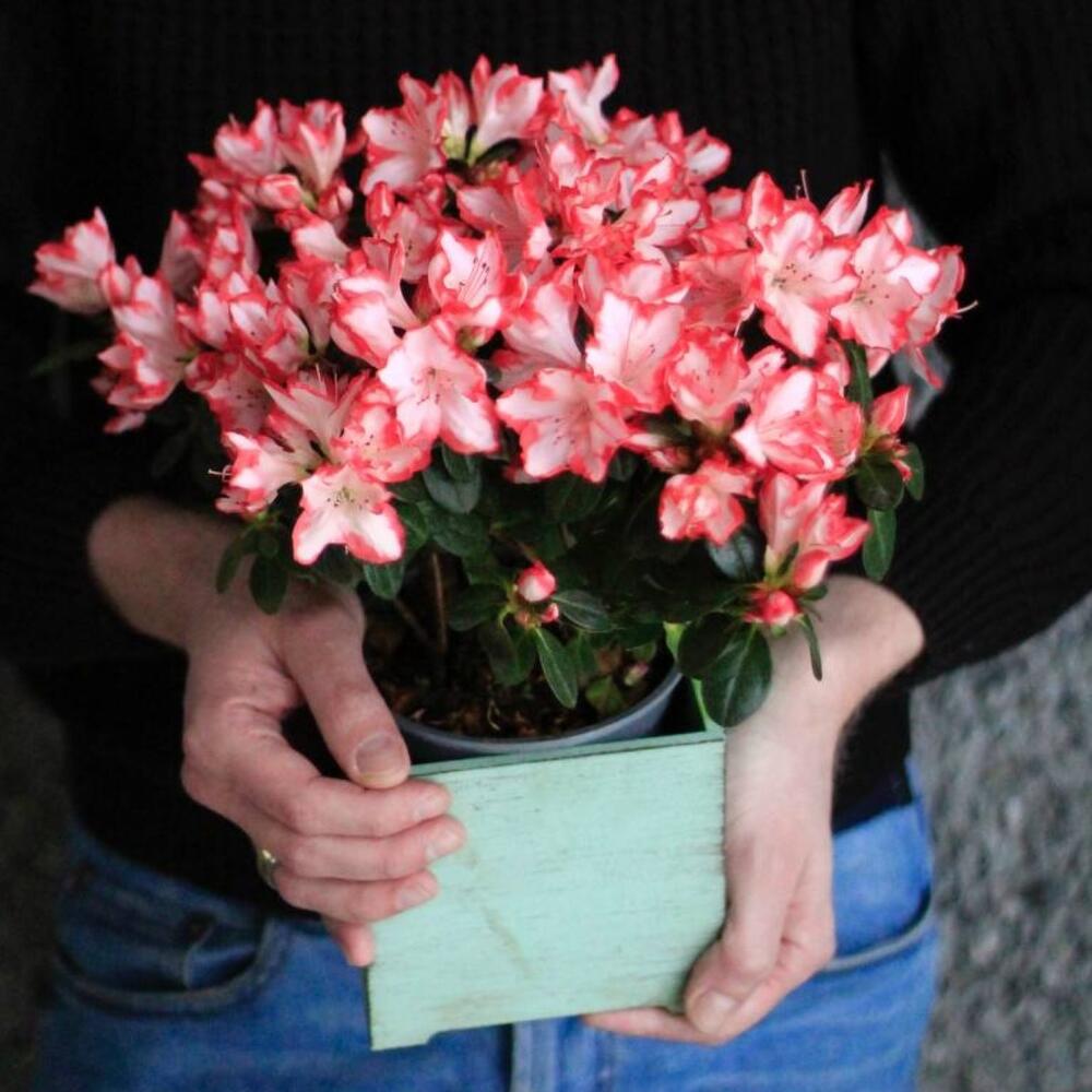 Комнатное растение Азалия розовая, Live Plants Saint Petersburg, buy at ...