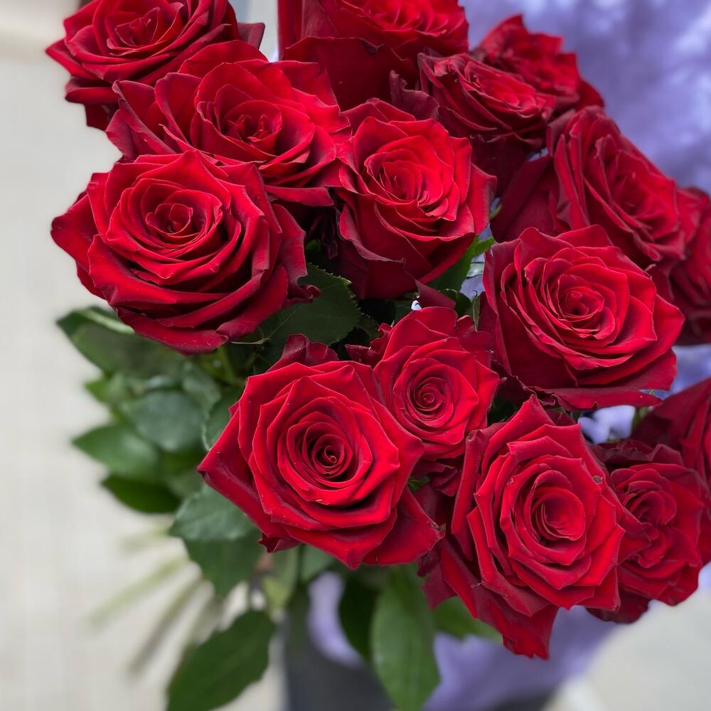 Бархатные розы 🌹