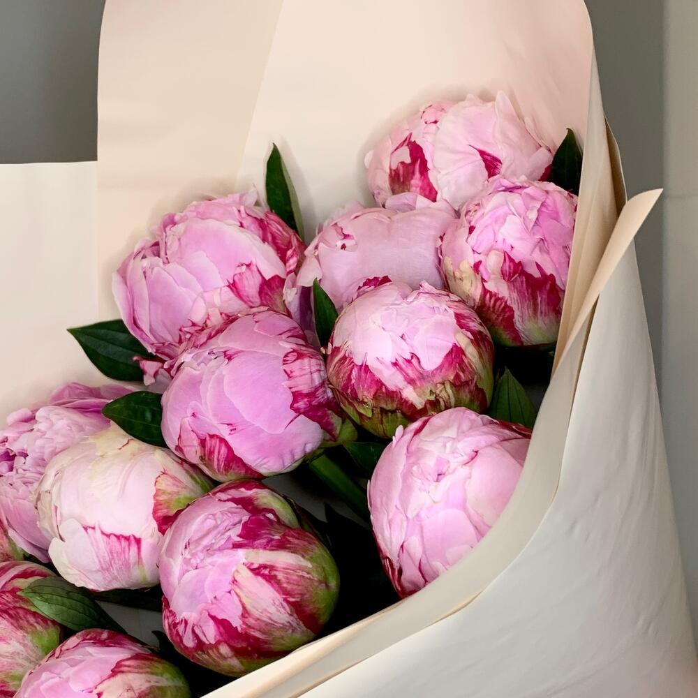 Peonies 13