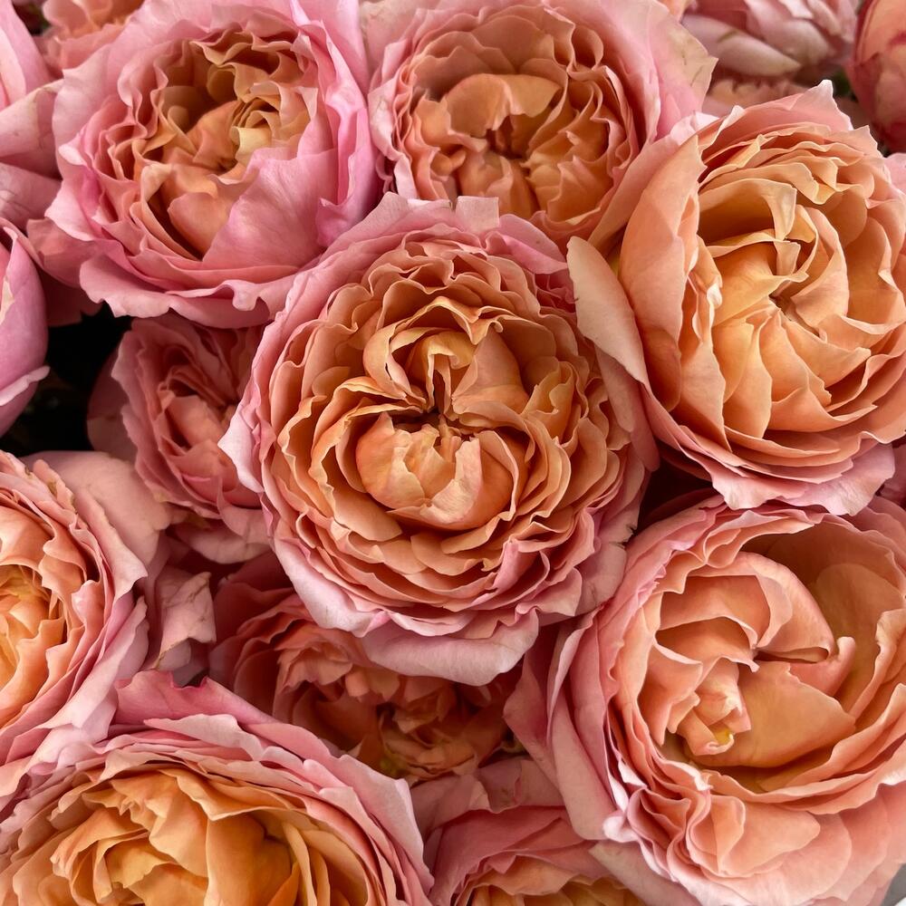 Шикарный букет роз Джульетта 🧡
