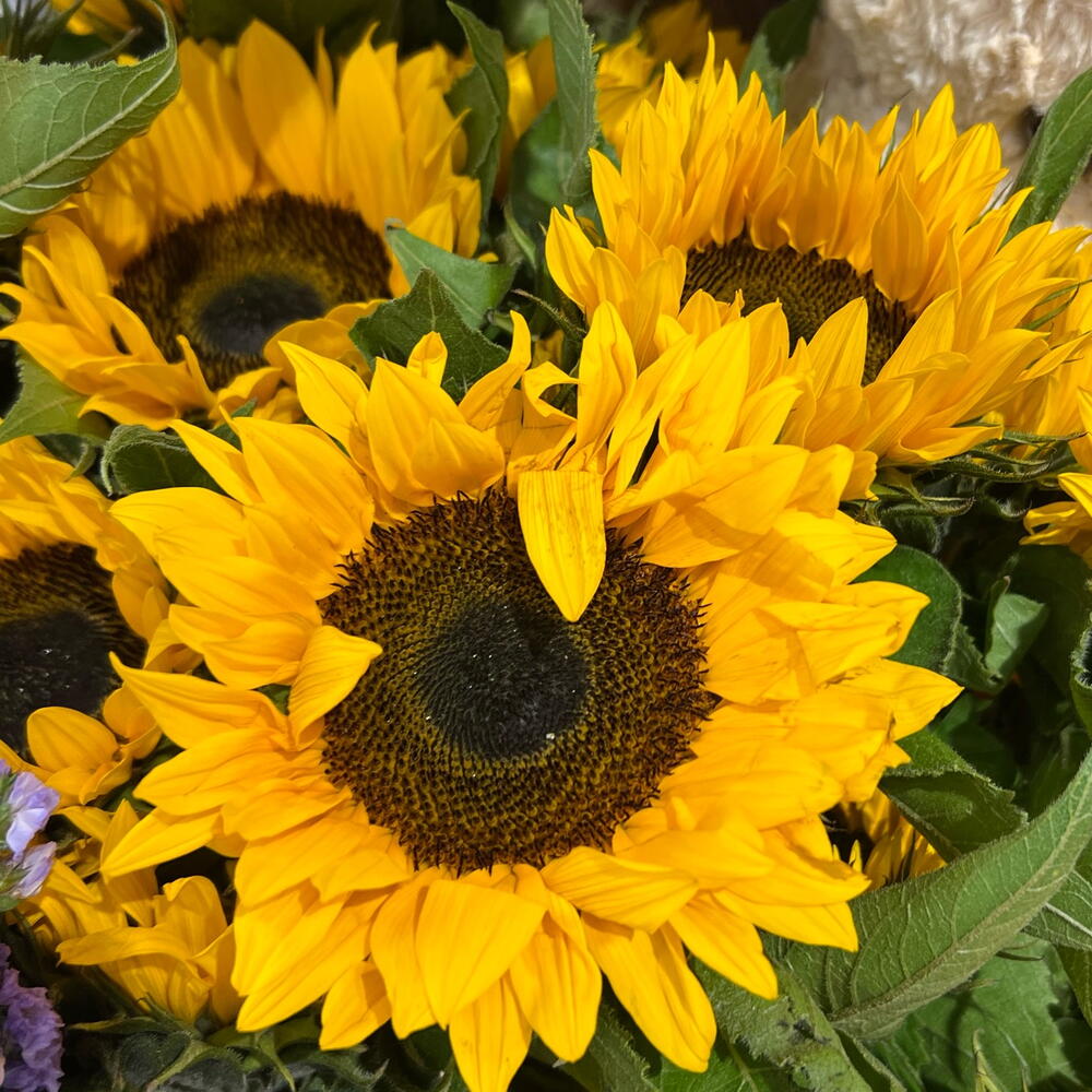 Sun Flowers
