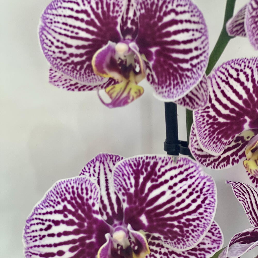 Орхидея-фаленопсис «Фантом»