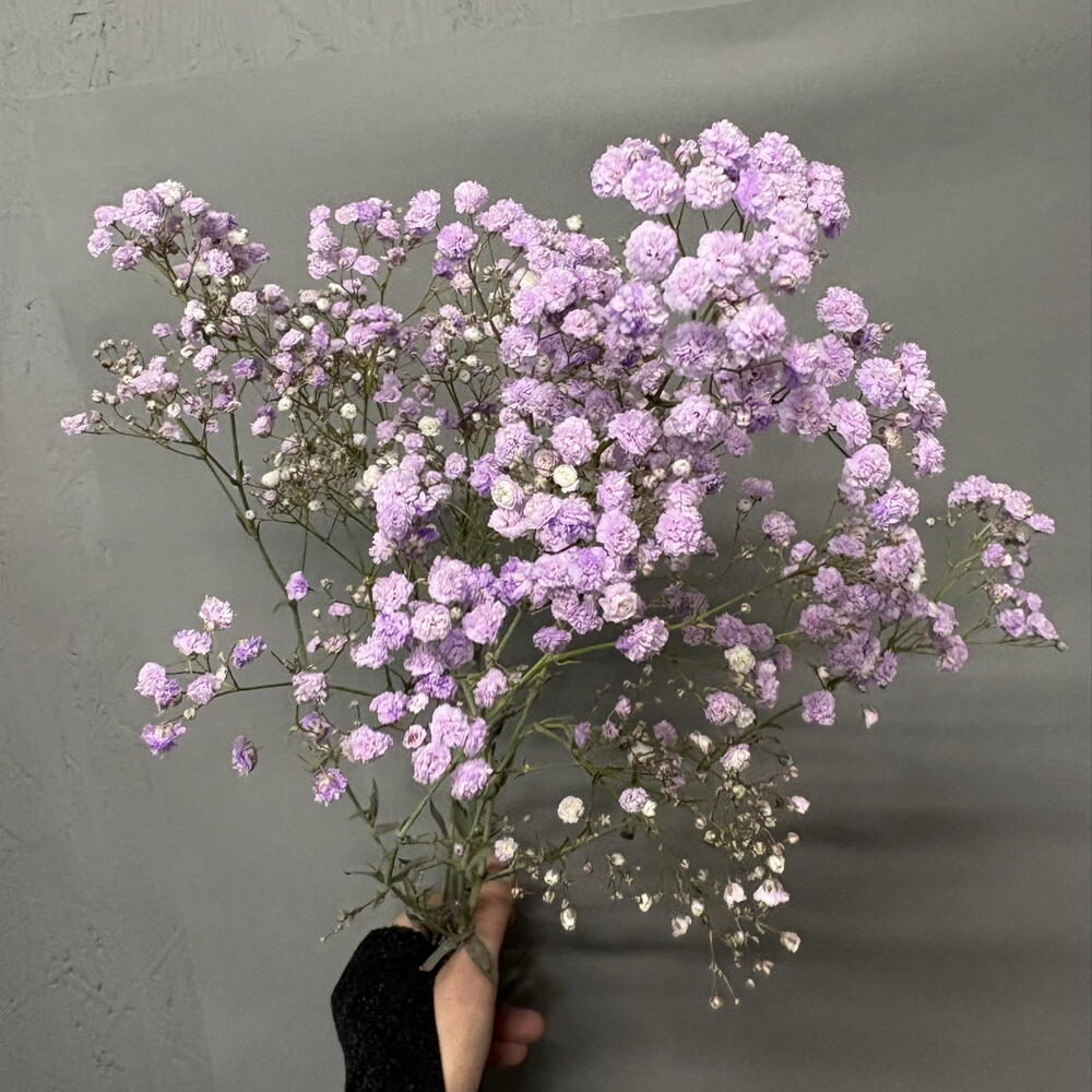 Гипсофила лавандовая💜