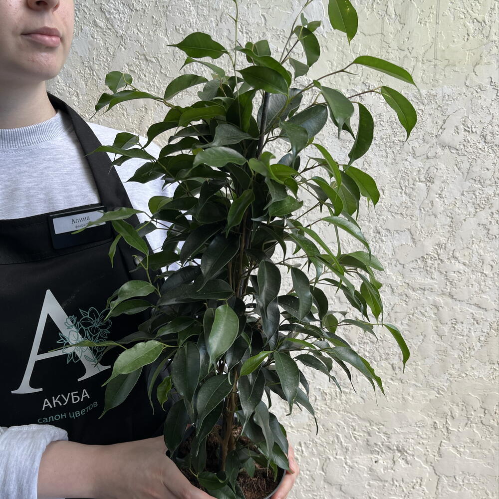 Фикус Бенджамина в горшке — живое интерьерное дерево 🌳