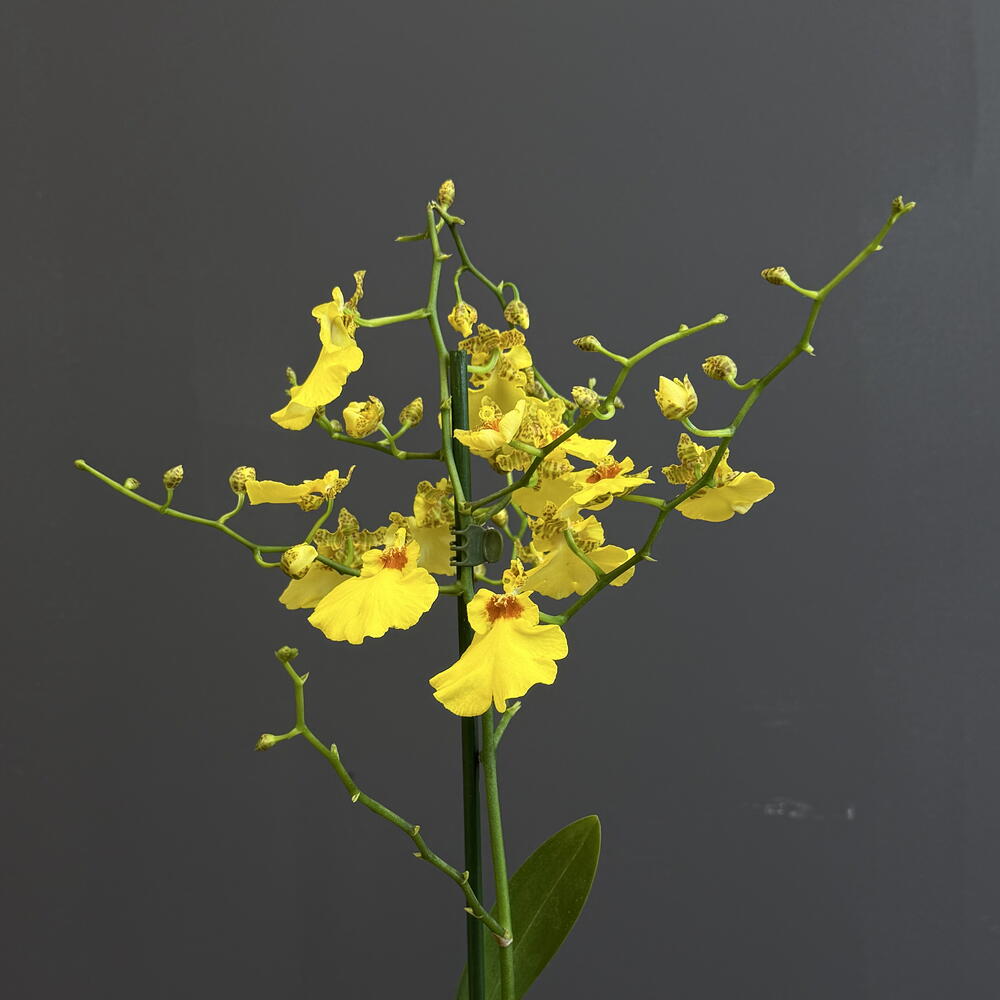 Орхидея Oncidium